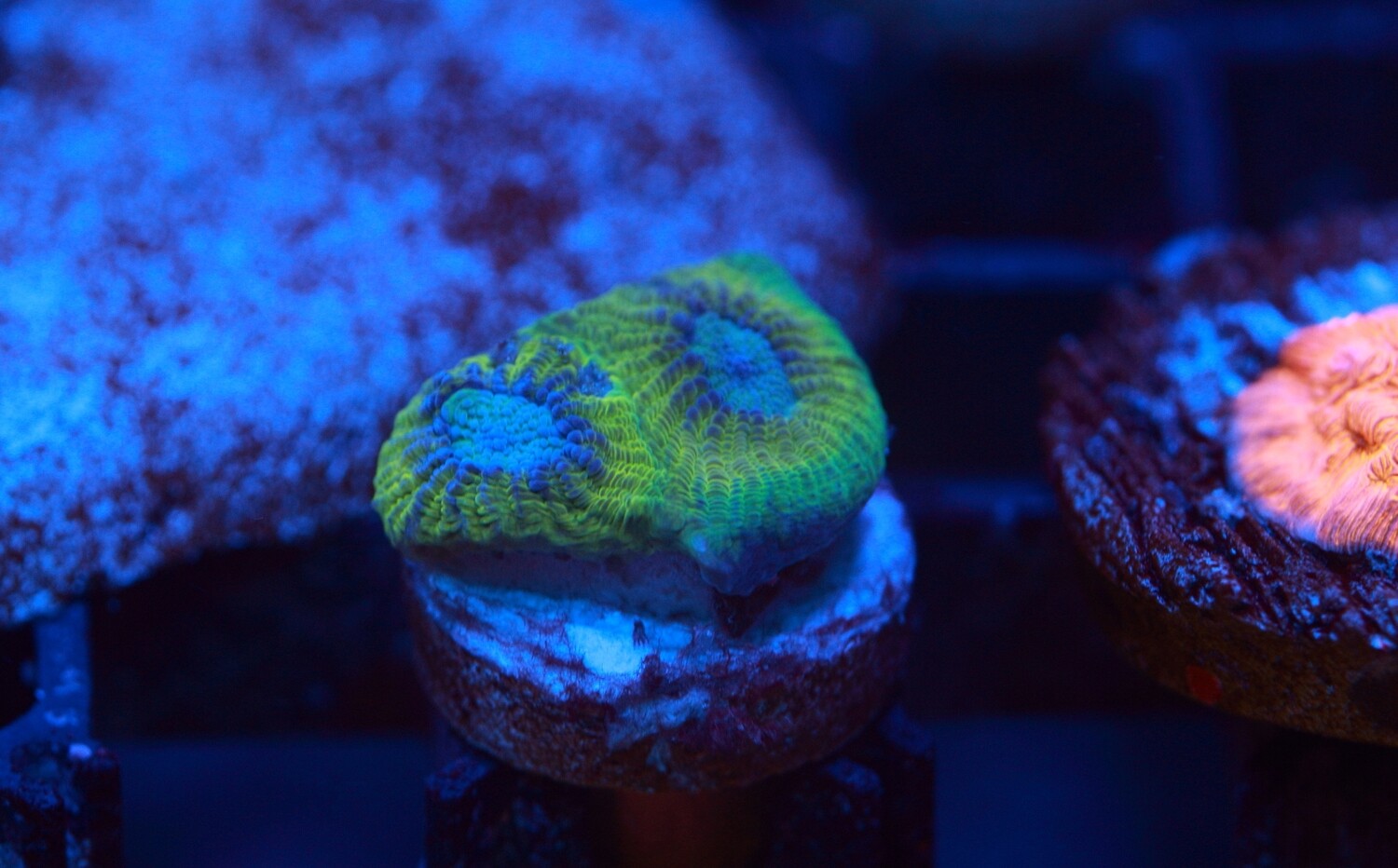 Diploastrea Heliopora - Rare