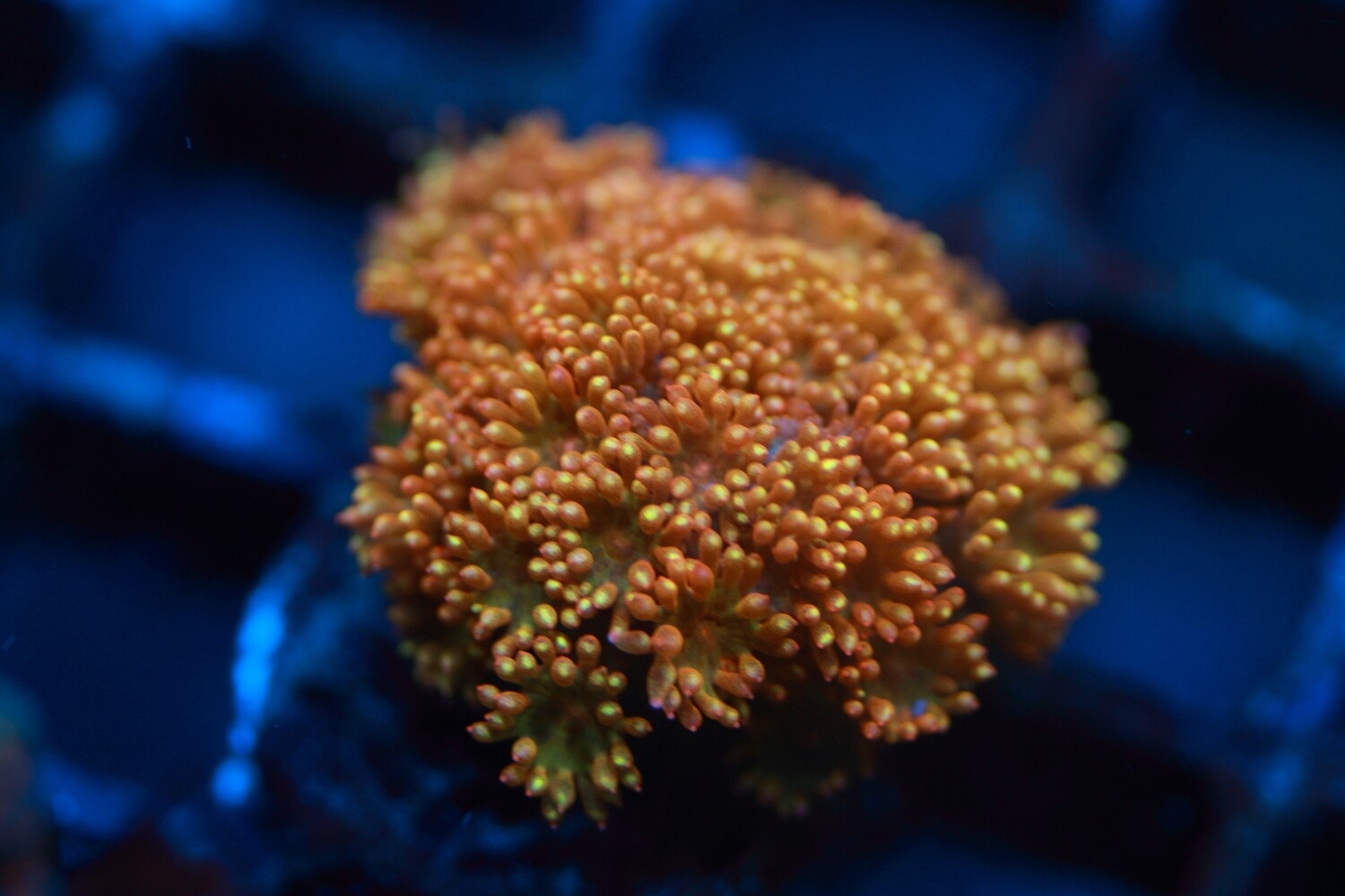 Orange Goniopora