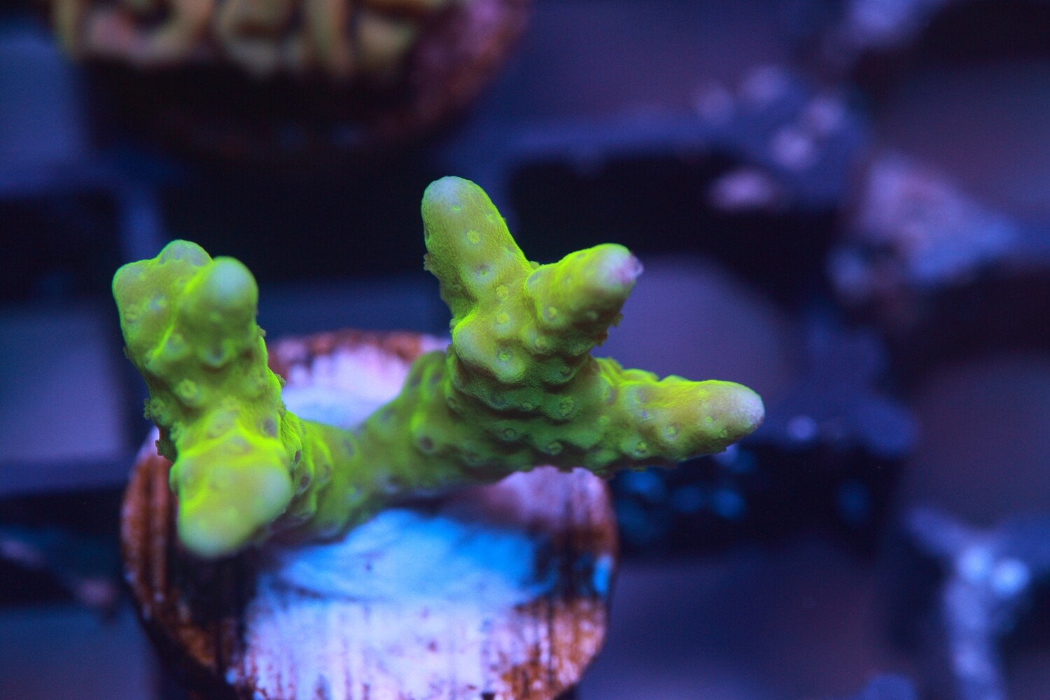 Green Goblin Anacropora