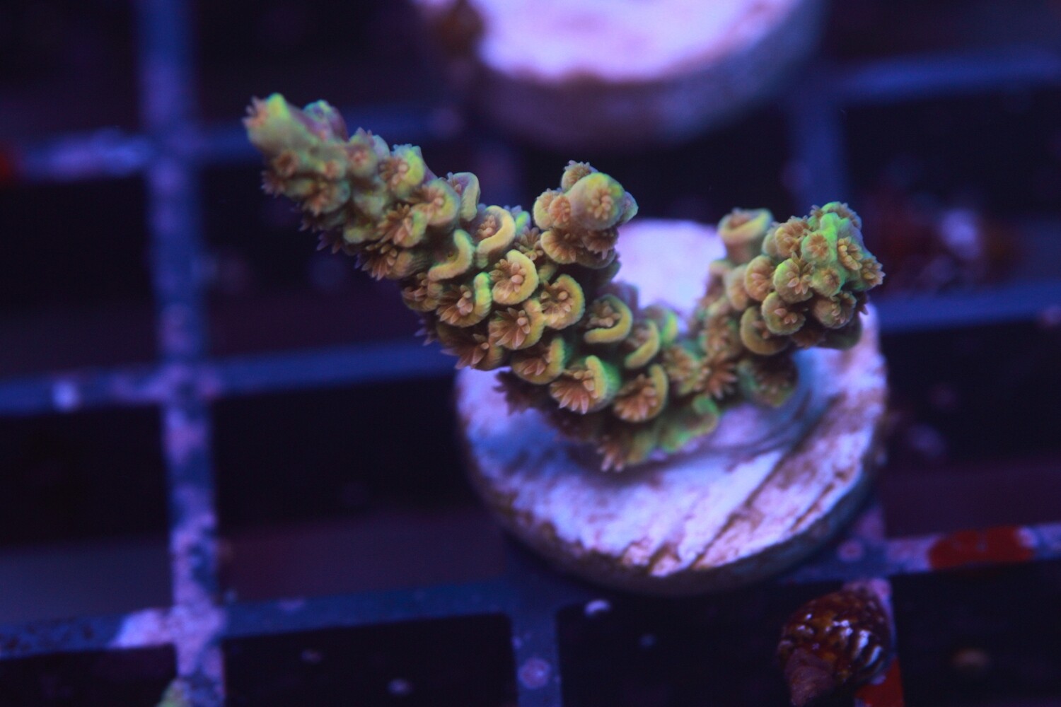 FF Medici  Acropora Tenuis