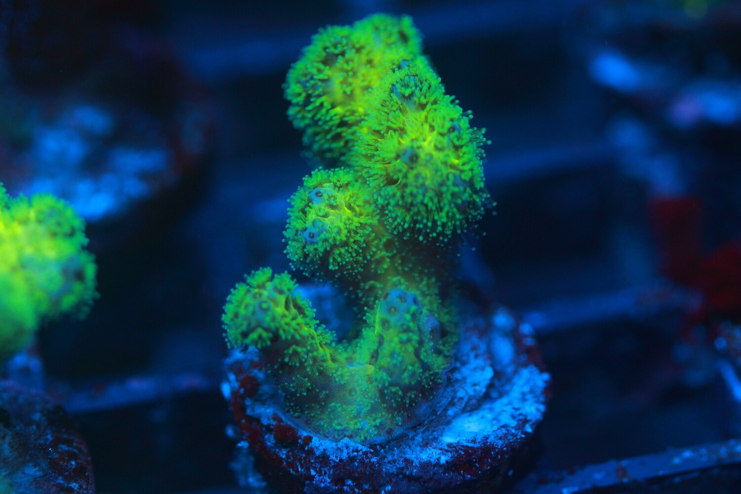 Fiji Super Green Pocillopora Damicornis