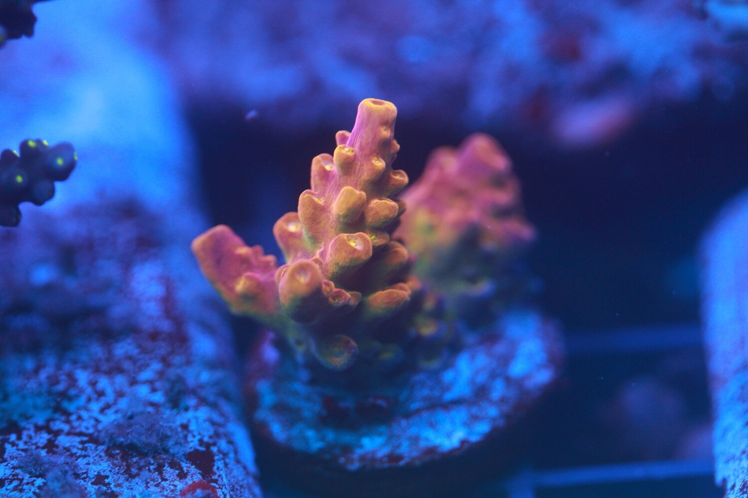 St. Clements acropora