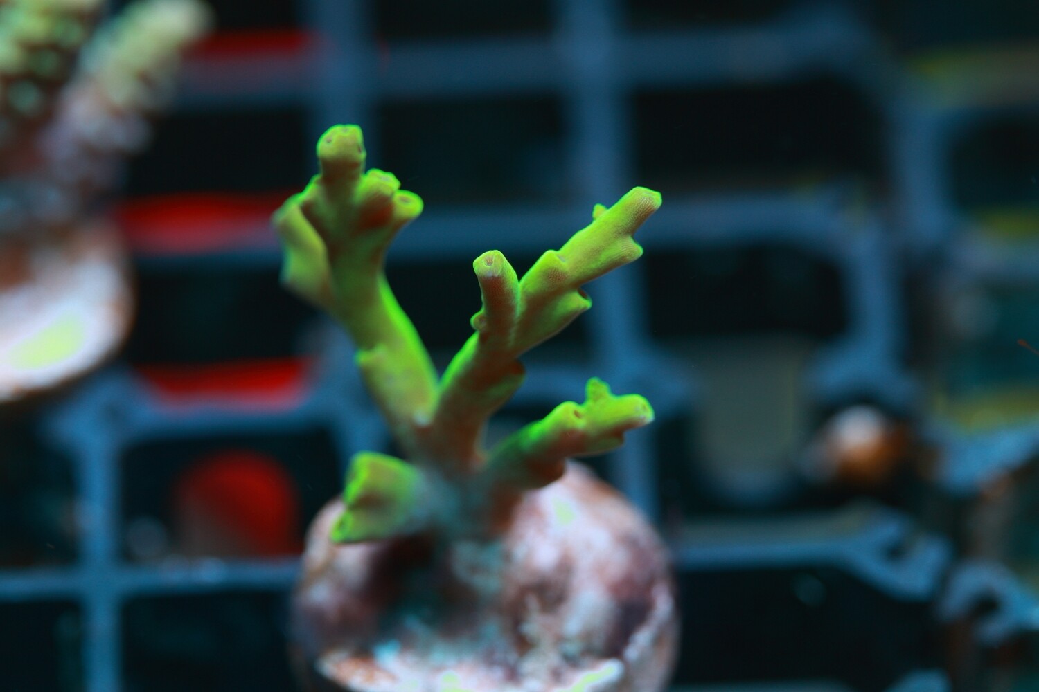 Toxic Yellow Acropora Fenneri - WYSIWYG