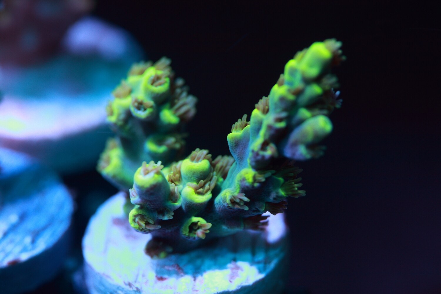 Yellow Acropora Horrida