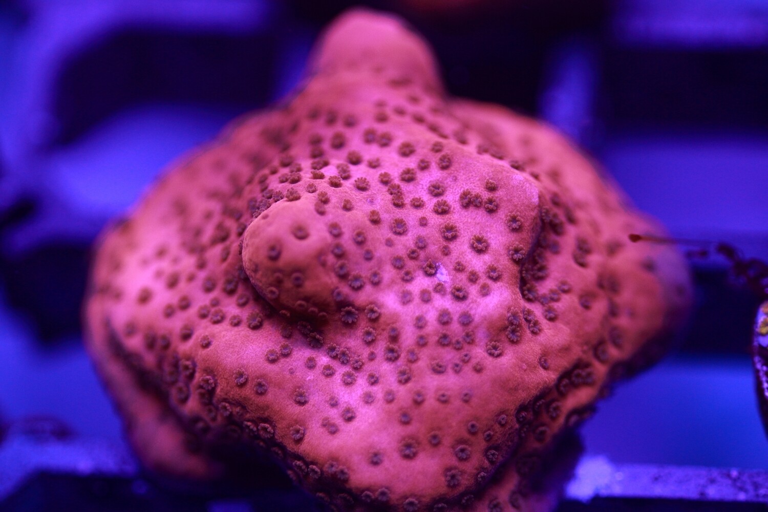 Strawberry Daquiri Montipora