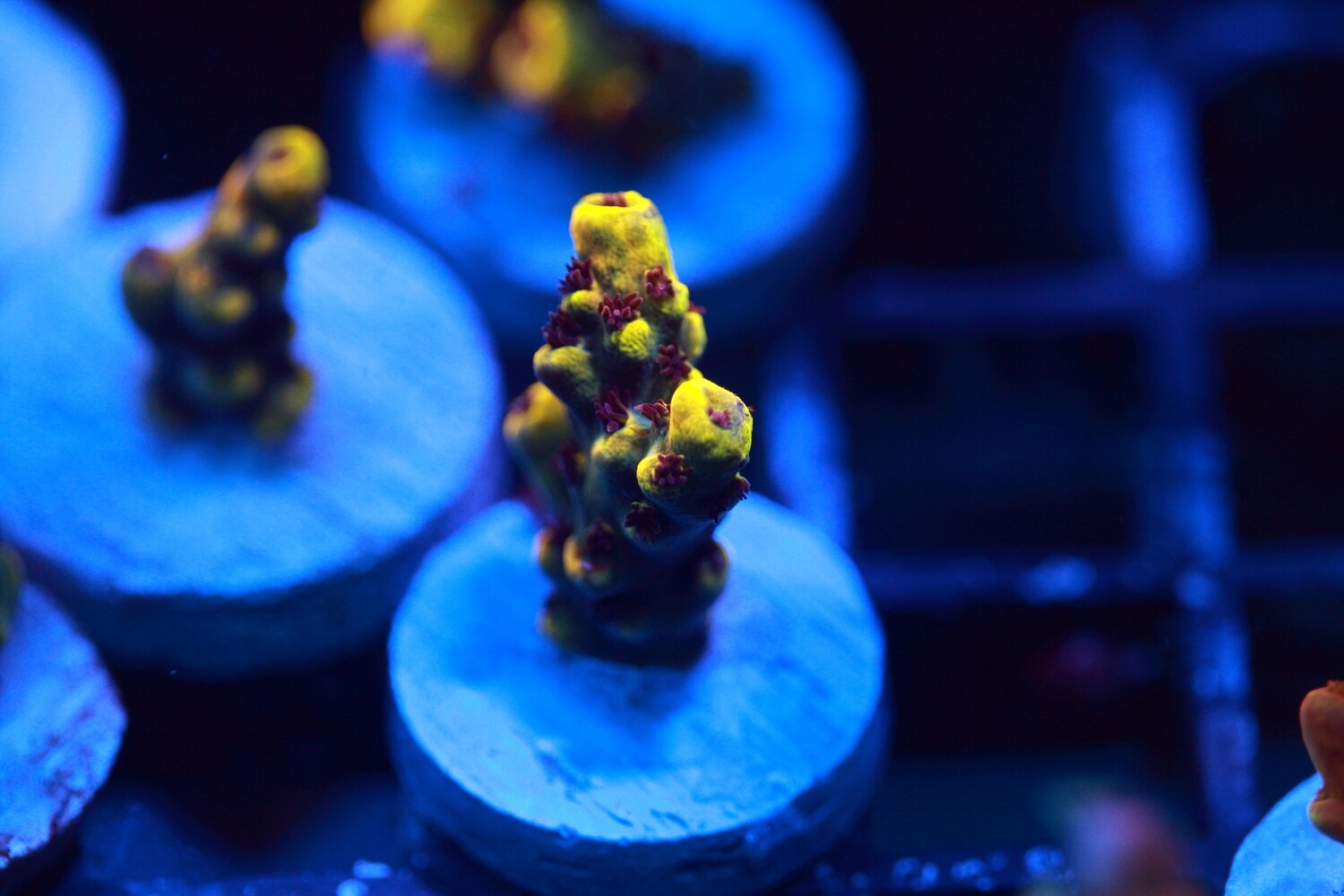 Pink Floyd Acropora - small