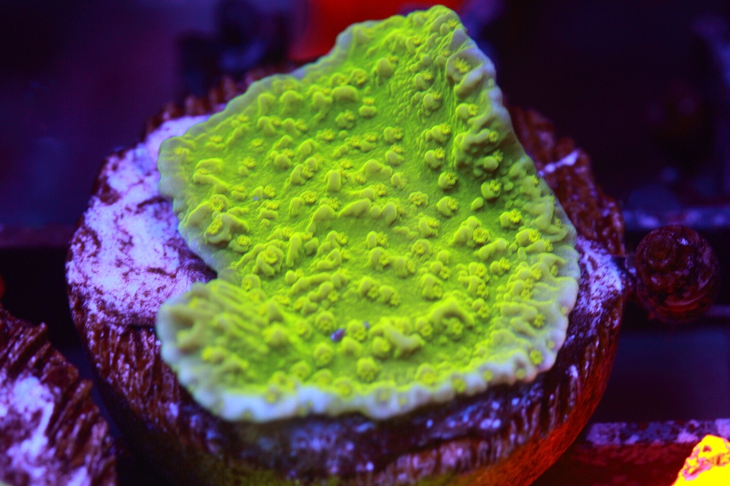 Insane Yellow Montipora Aequituberculata