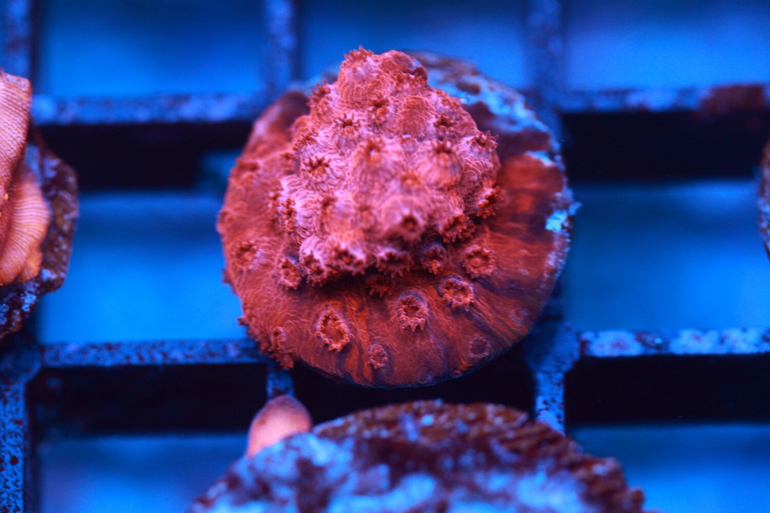 Cherry Lips Cyphastrea