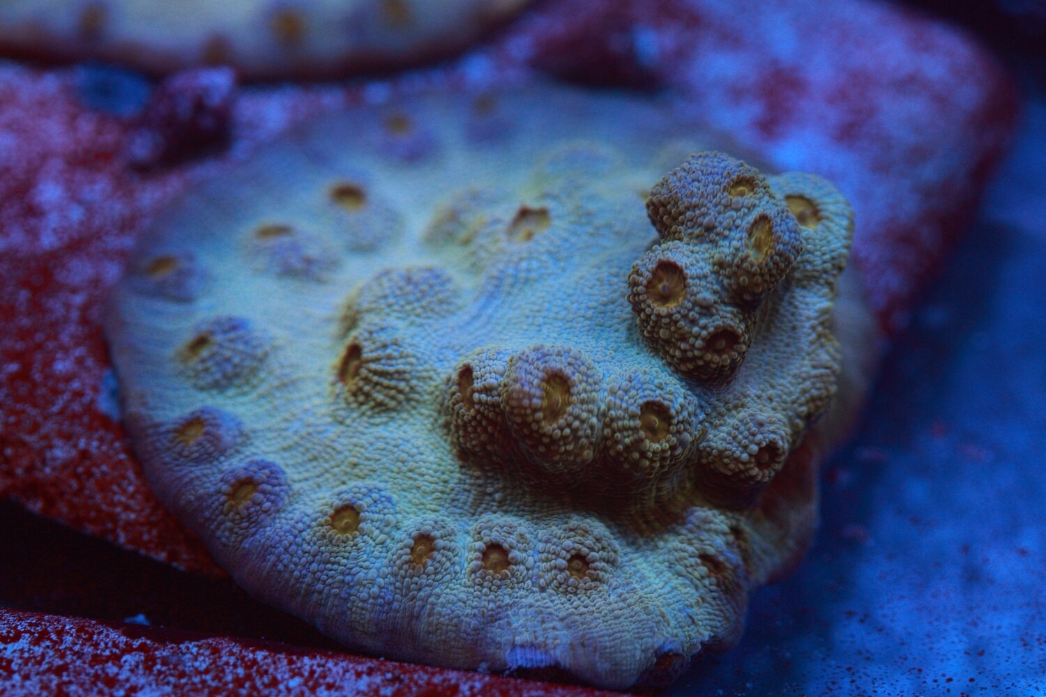 Bogeyman chalice small colony