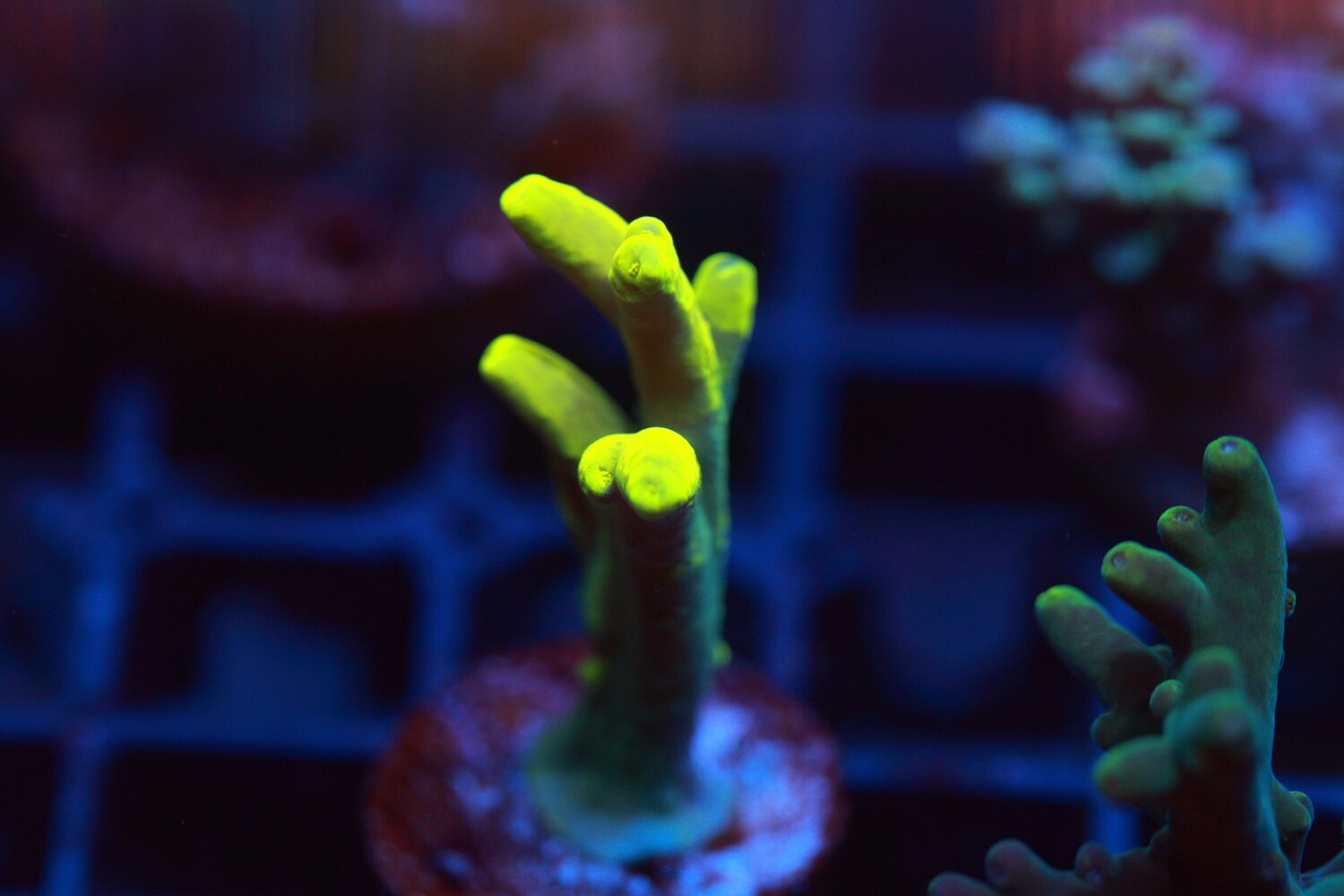 Bright Yellow Acro Suharsonoi