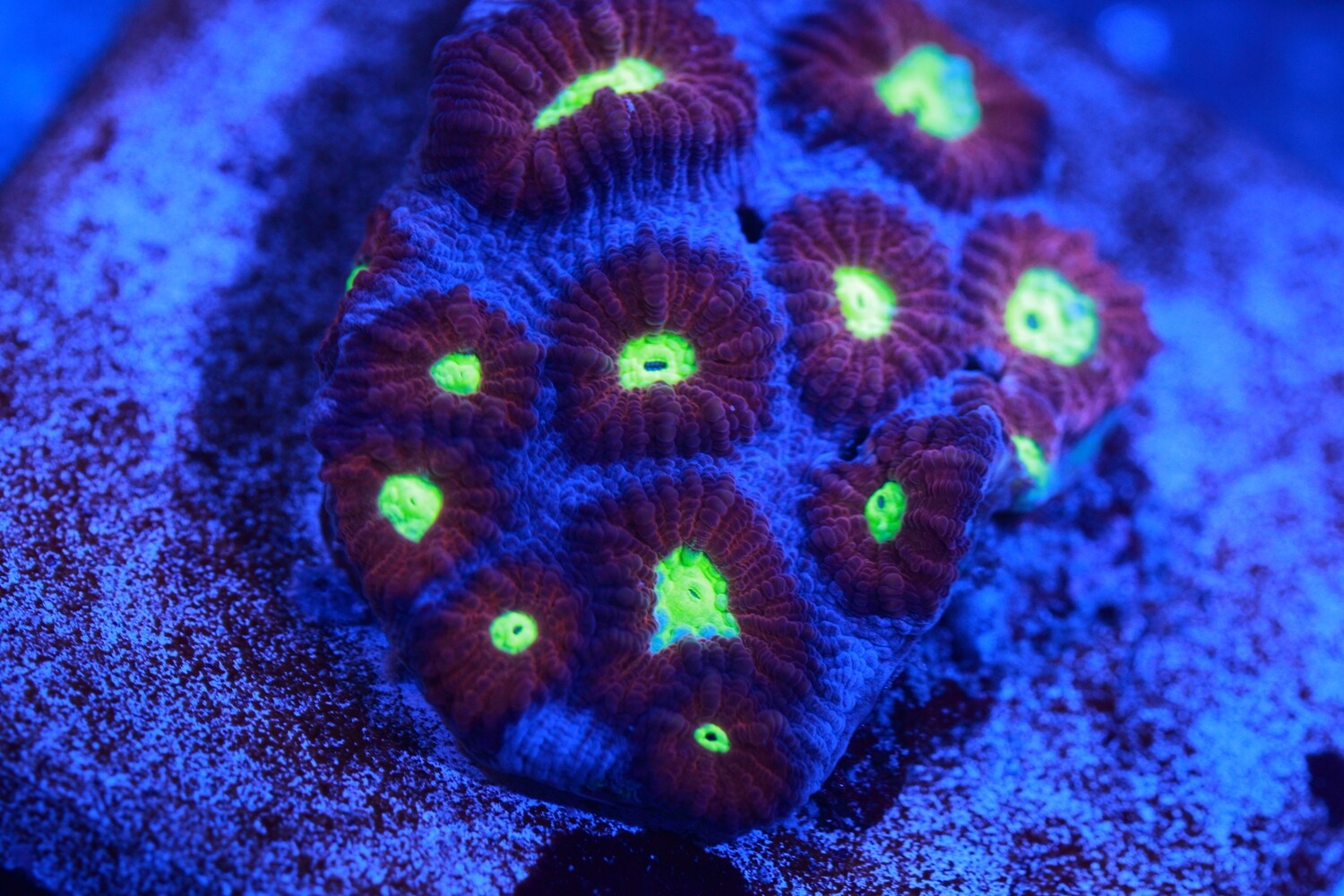 Maroon and yellow Barabattoia - Single polyp