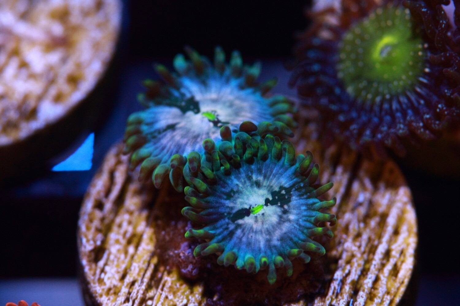 Hawaiian People Eater zoa