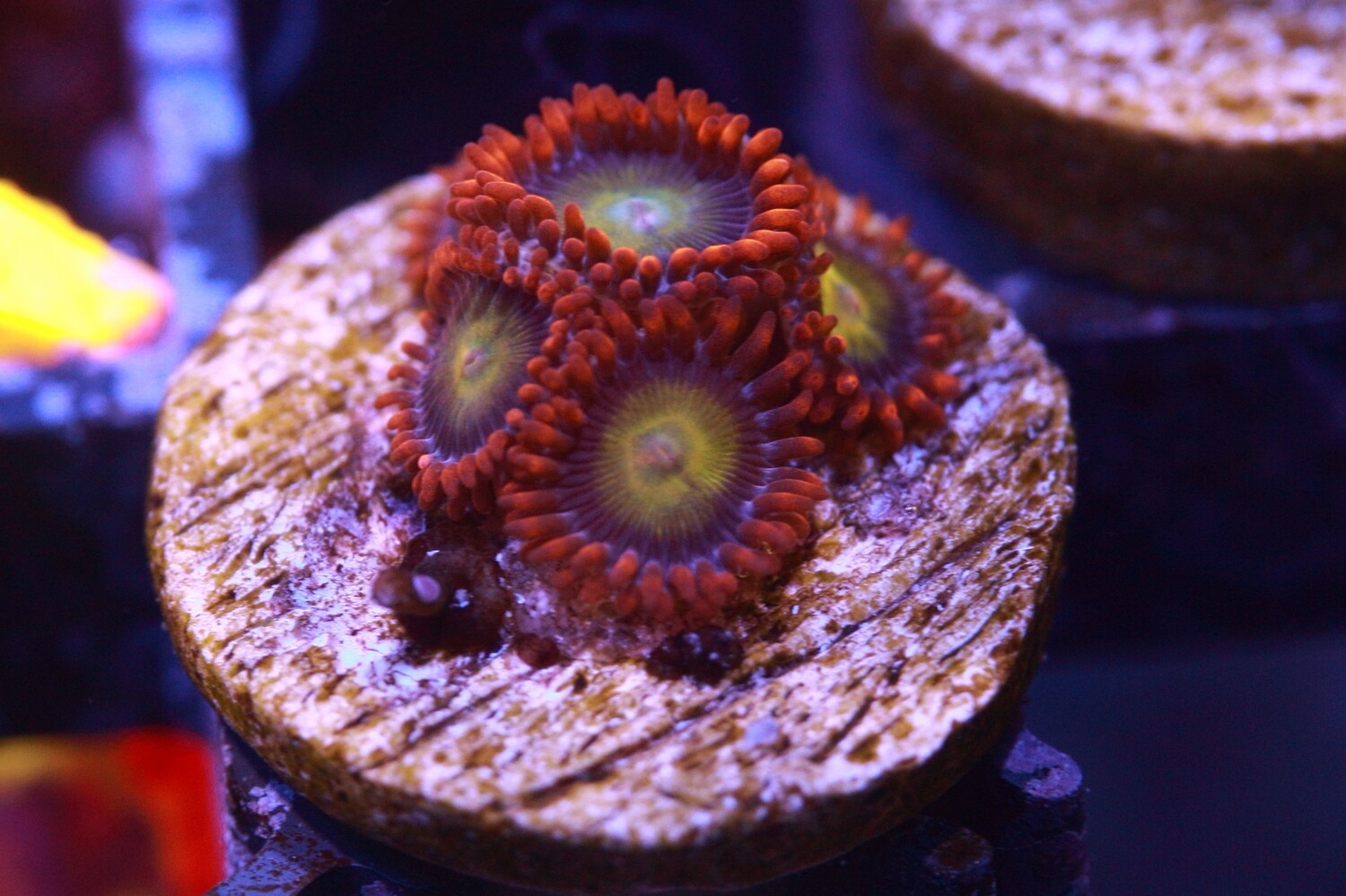 Mandarin Zoas 2pp+