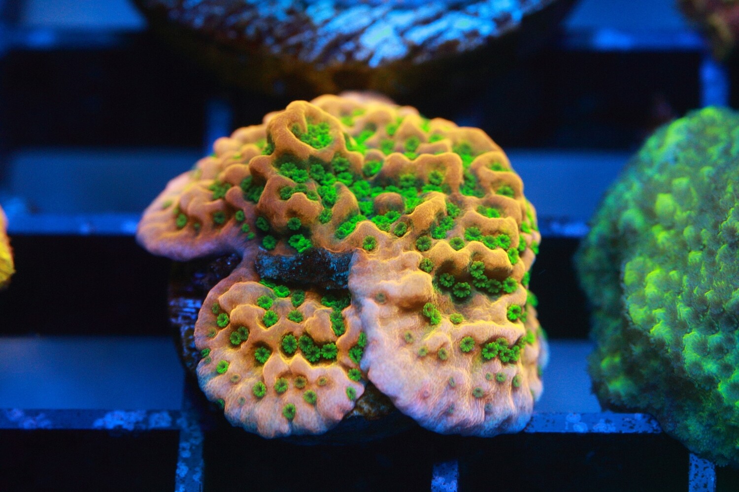 Tropic Thunder Montipora - Large
