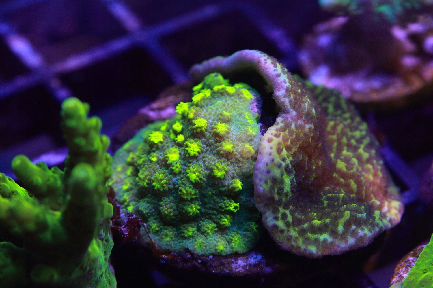 Astreopora/Yellow monti combo WYSIWYG