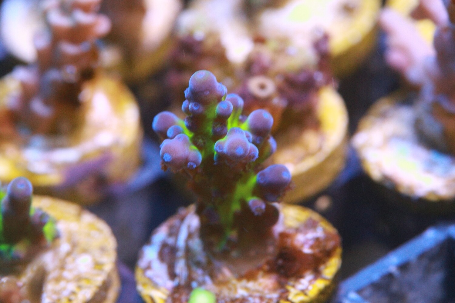 Miyagi Tort acropora - small WYSIWYG