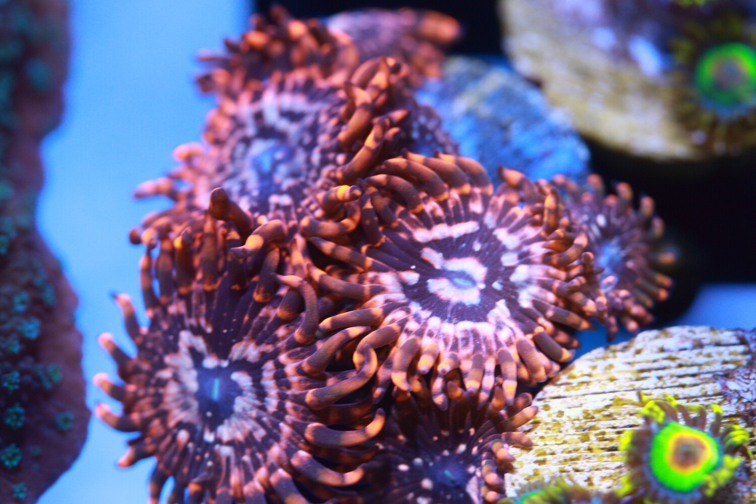 Utter Chaos Zoa 7 Heads+ -WYSIWYG