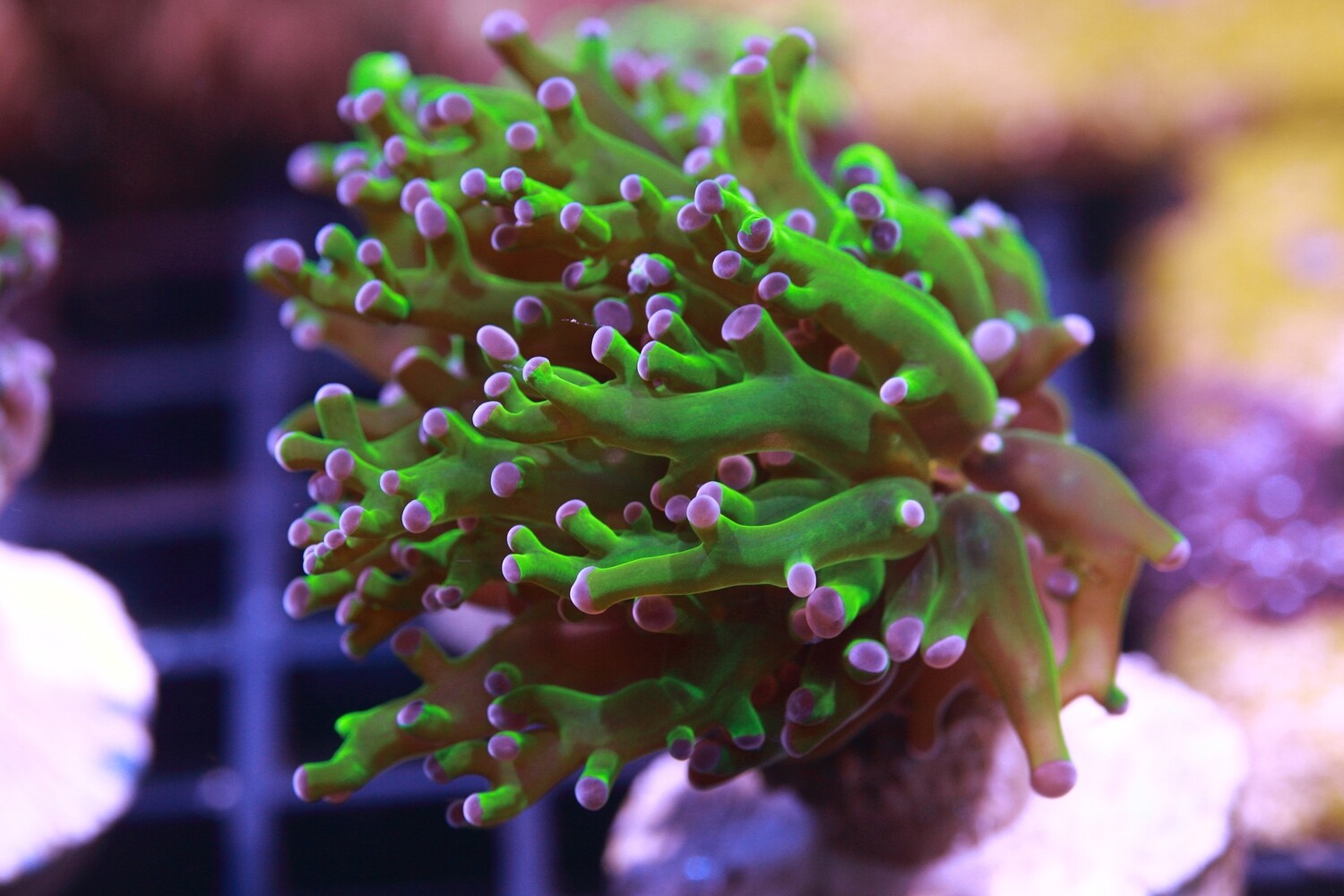 Pink tip Branching Frogspawn