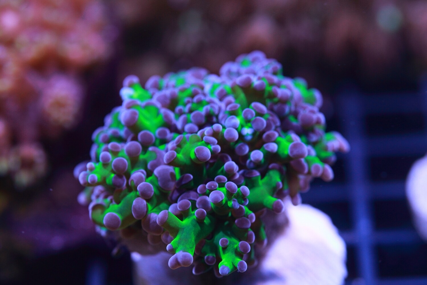 Purple tip branching frogspawn