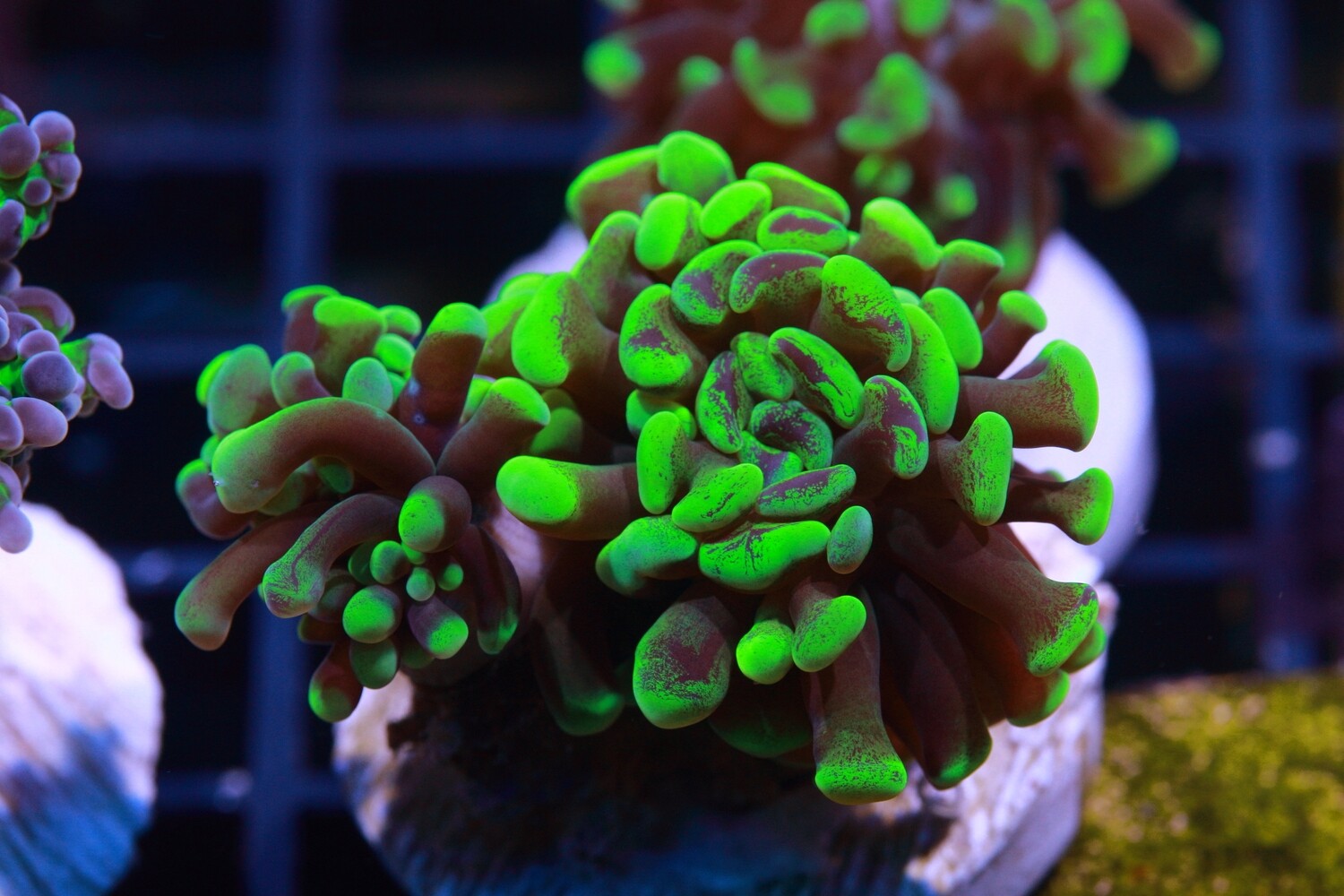 Marbled Green tip Hammer Coral (Branching) WYSIWYG