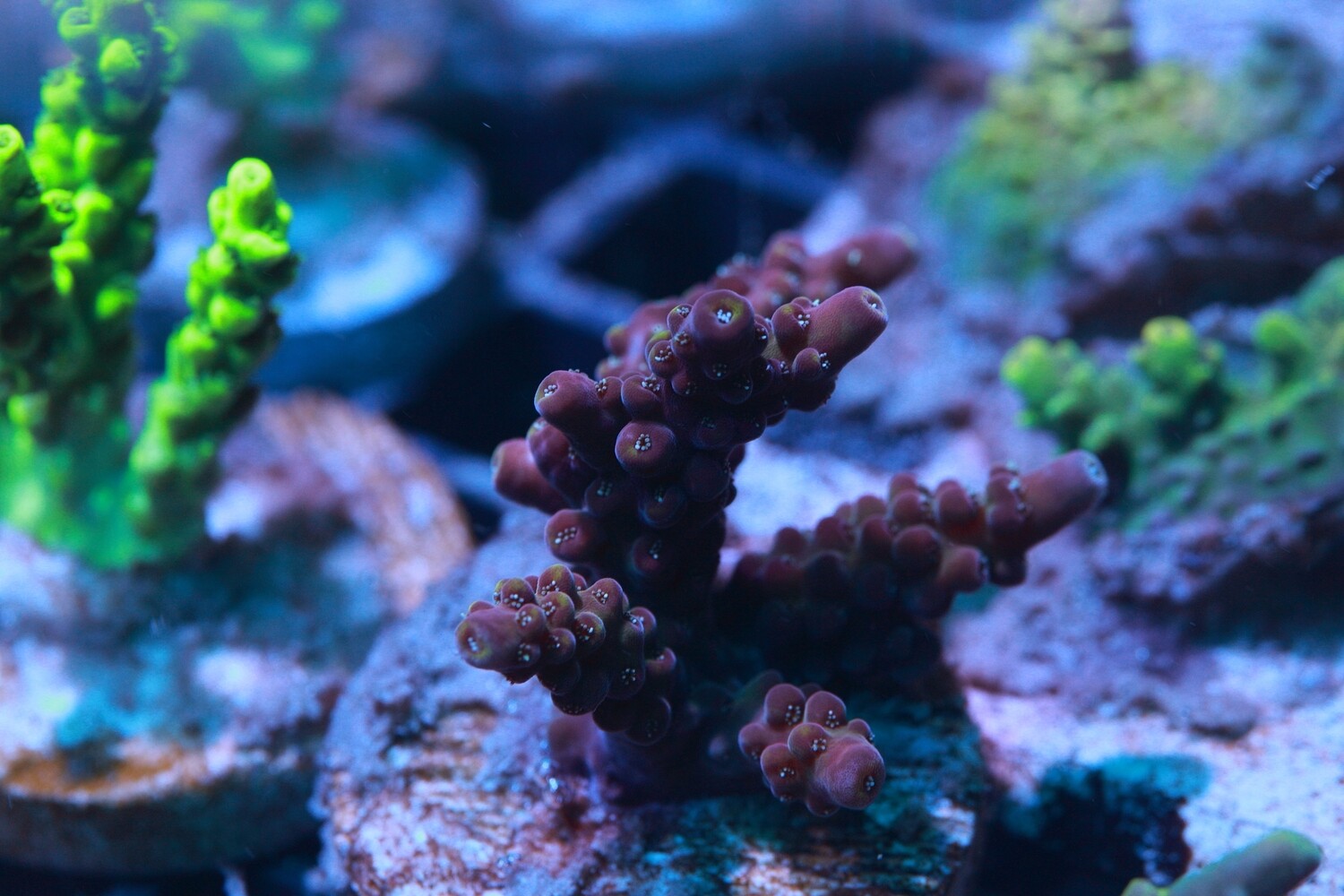 Red Acro for Mike C