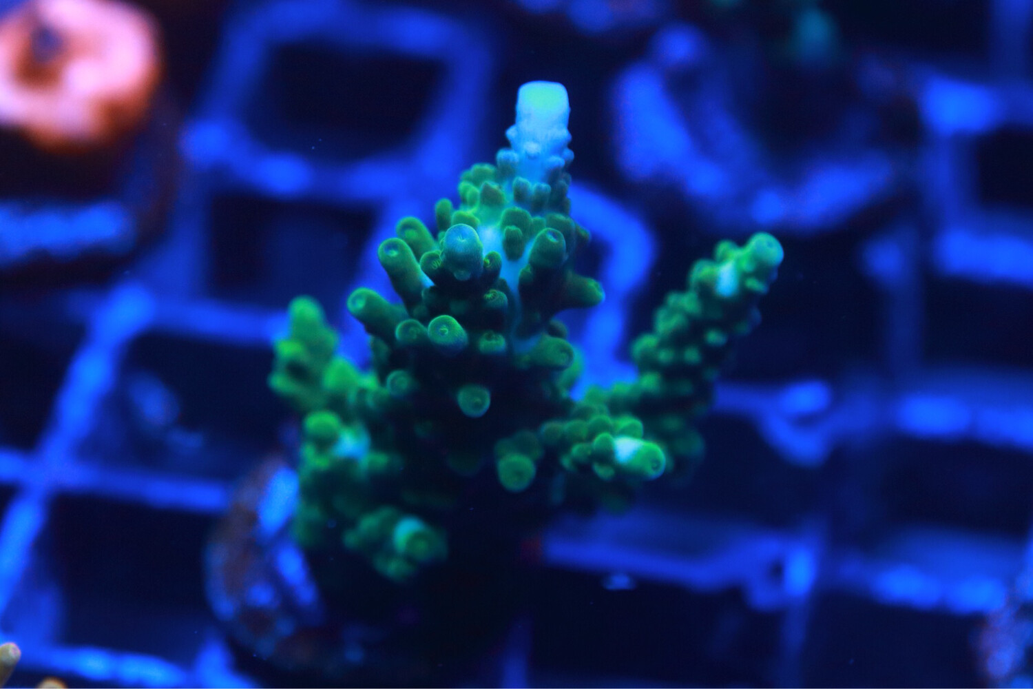 Blue Tip stag horn Acropora