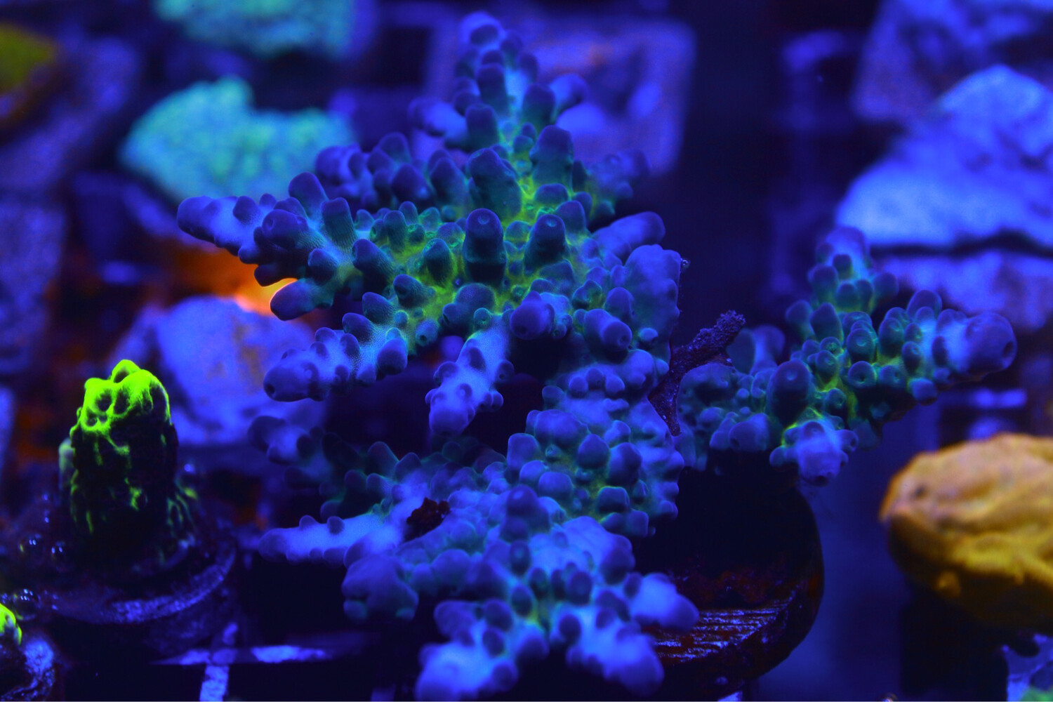 Miyagi Tort Small Colony