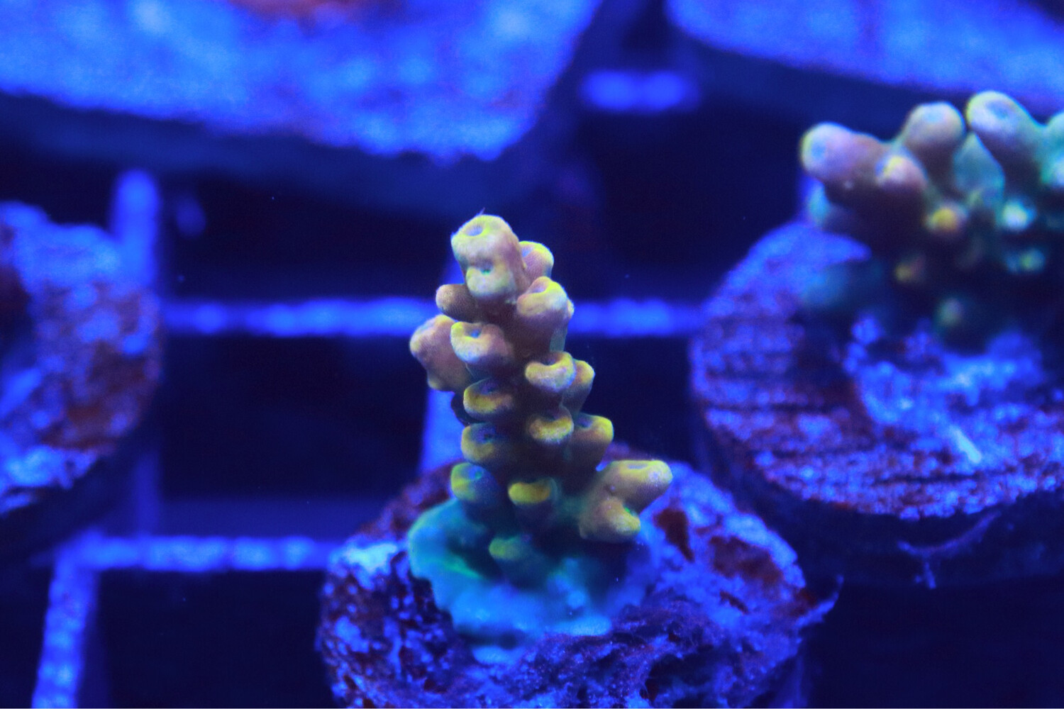 Bali Shortcake Acropora - Small