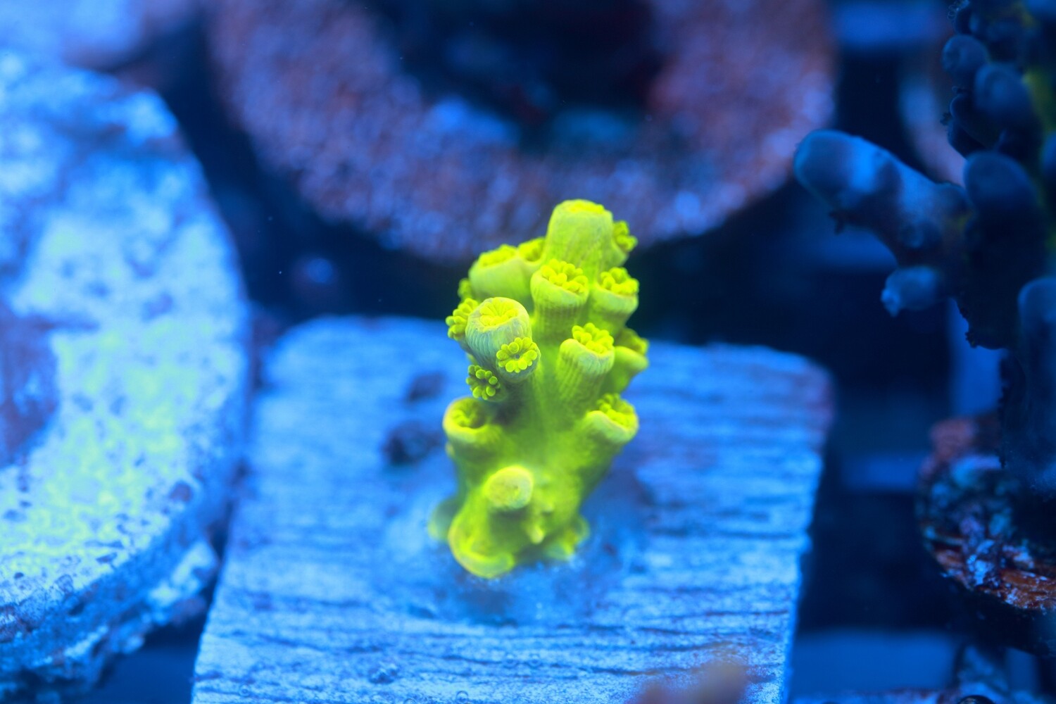 Yellow Tenuis - Small