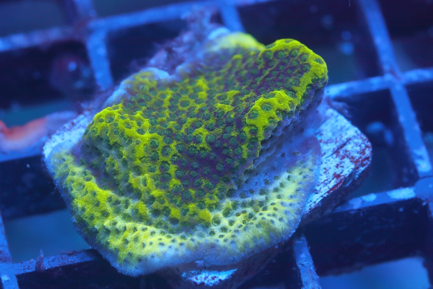 Yellow Encrusting Monti