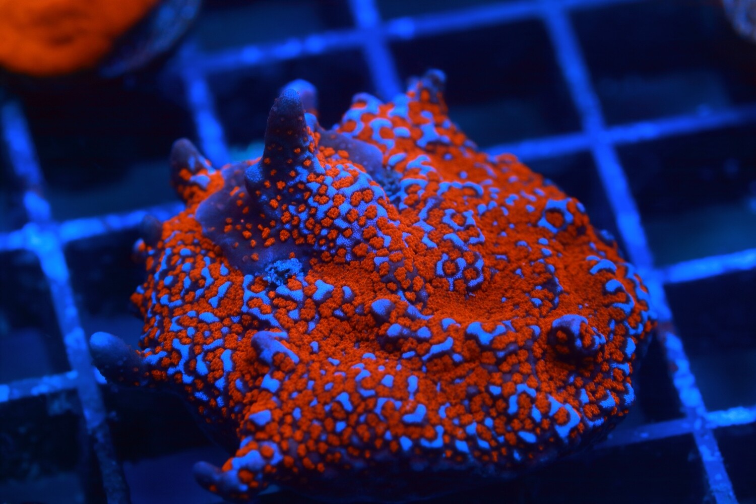 Large Superman Digitata (Montipora)