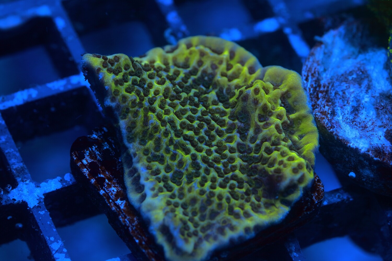 Yellow plating Montipora Confusa