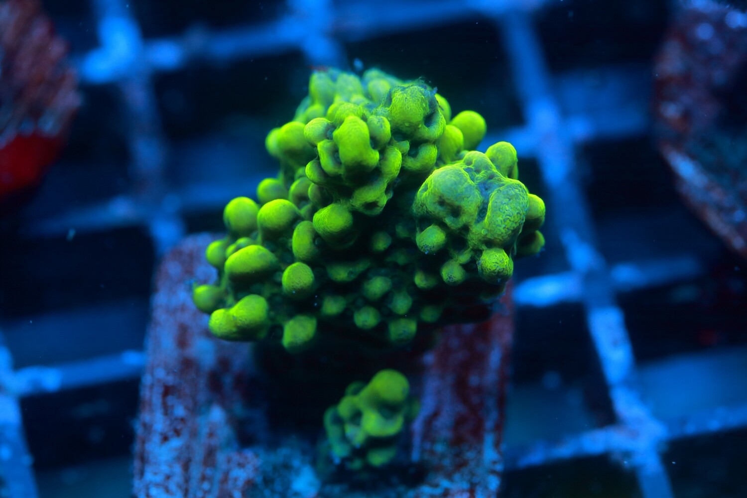 Green branching Montipora Capitata 