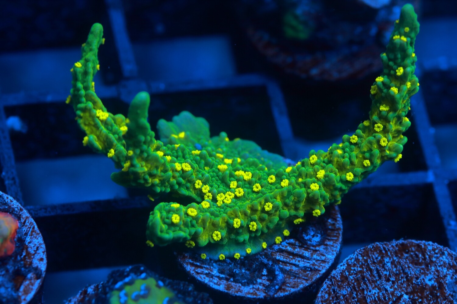 Montipora Hirsuta - Large Frag