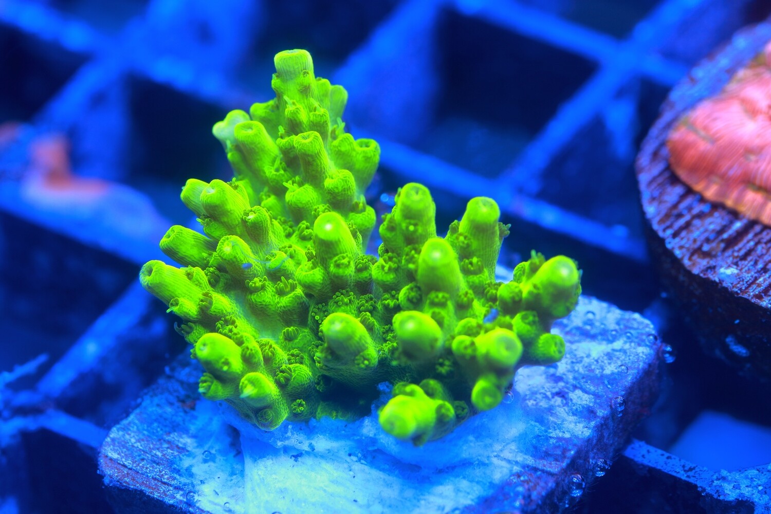 Indo Yellow Efflo - Acropora Efflorecens