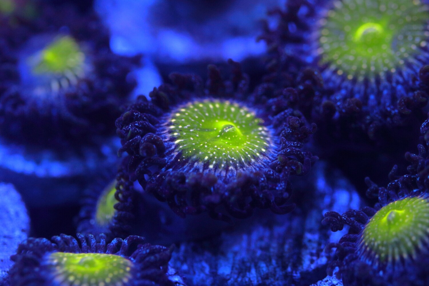 Granny Apple Smith Zoas - 2pp+