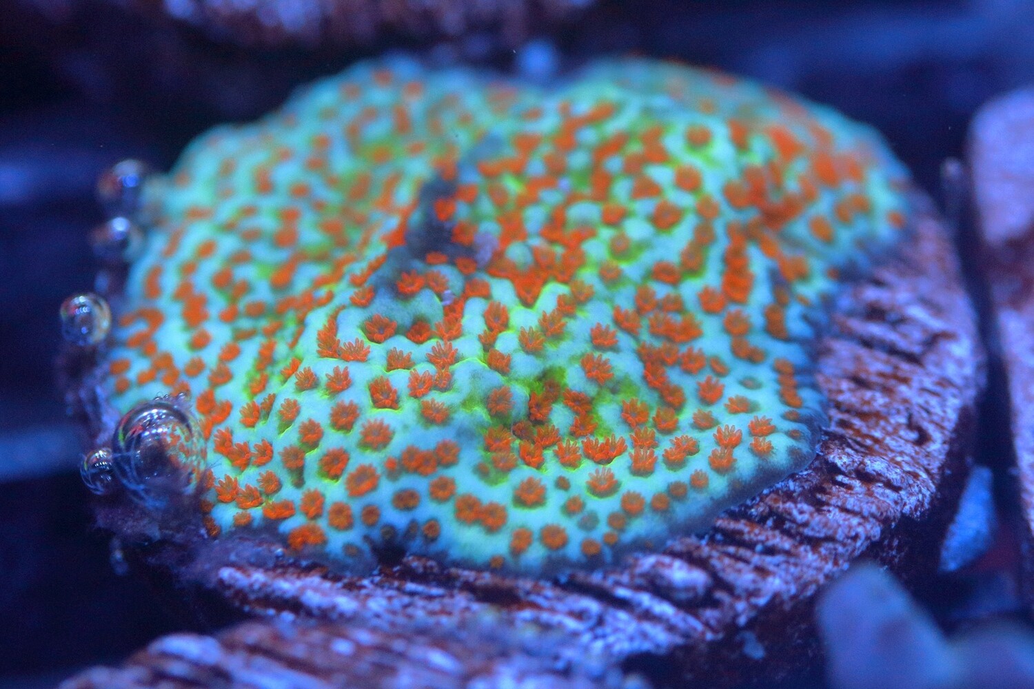 Large Aquaman Montipora