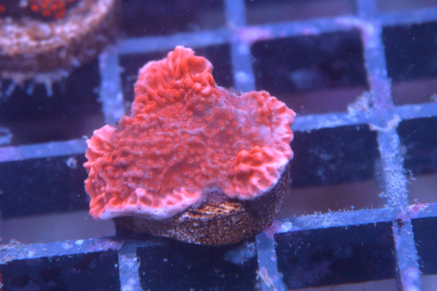 Small Red plating monti