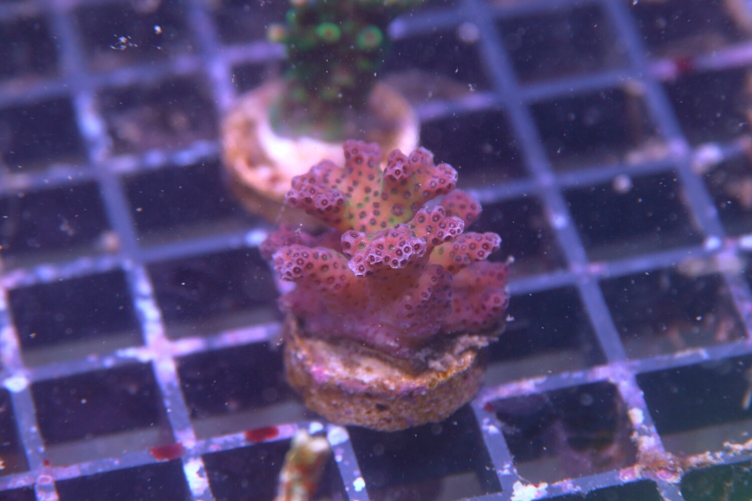 Pink and green Pocillopora damicornis