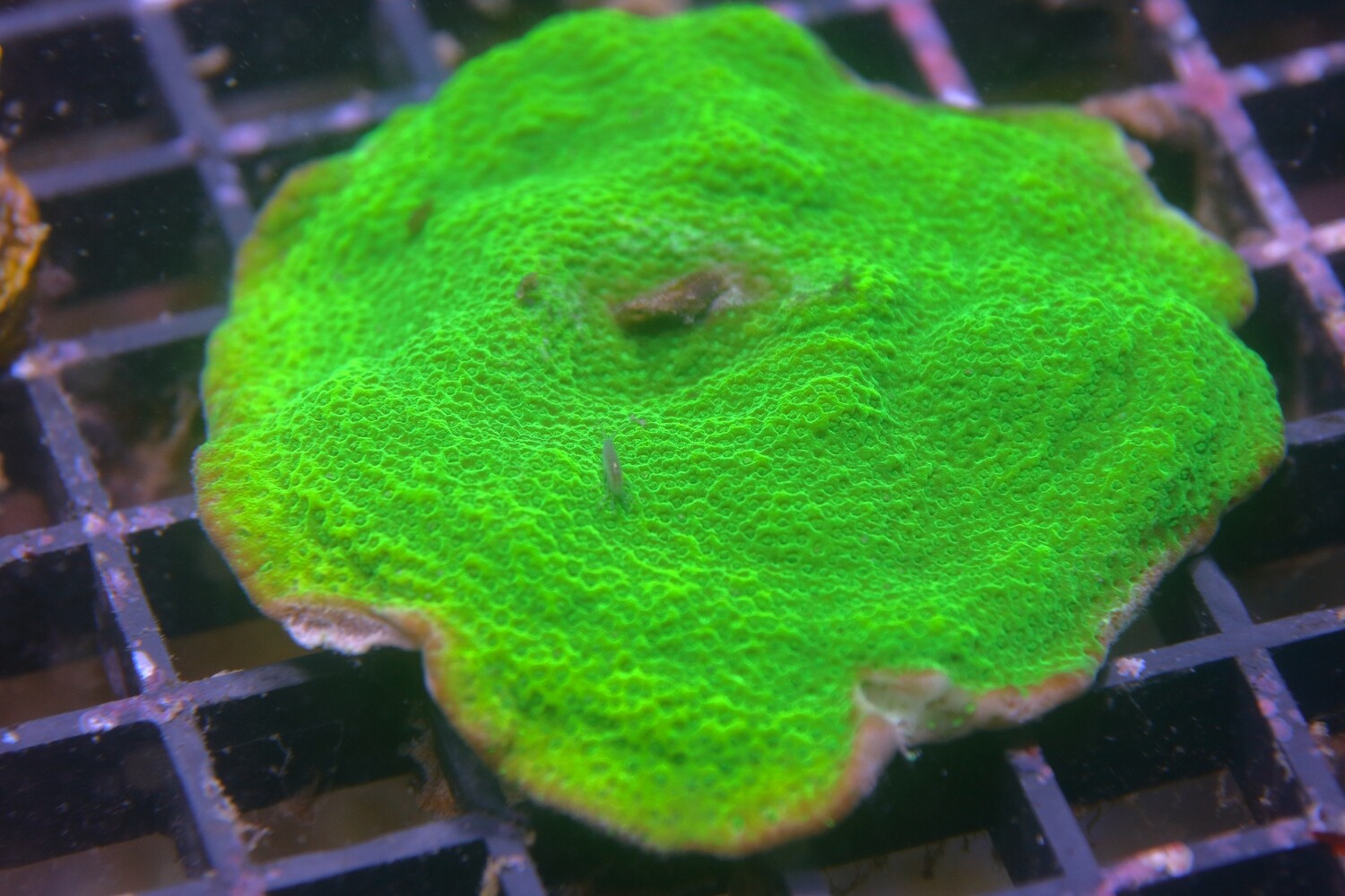 Green Goblin Monti - small colony