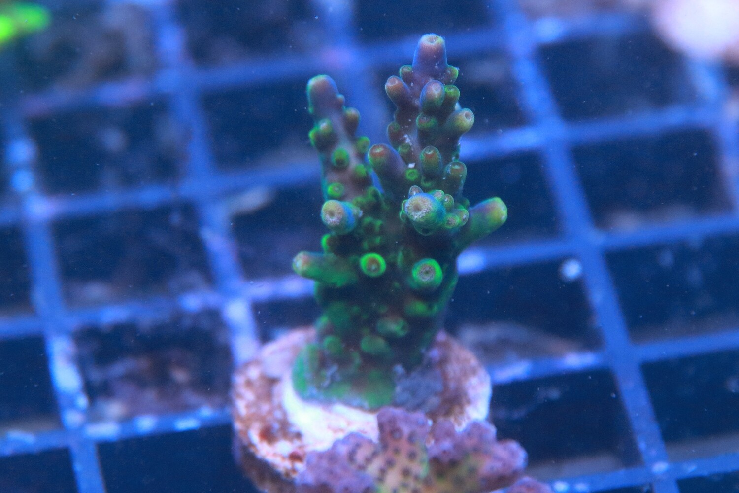 Blueberry Wine Acropora