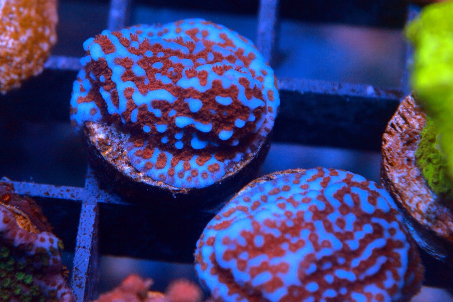 Superman Montipora