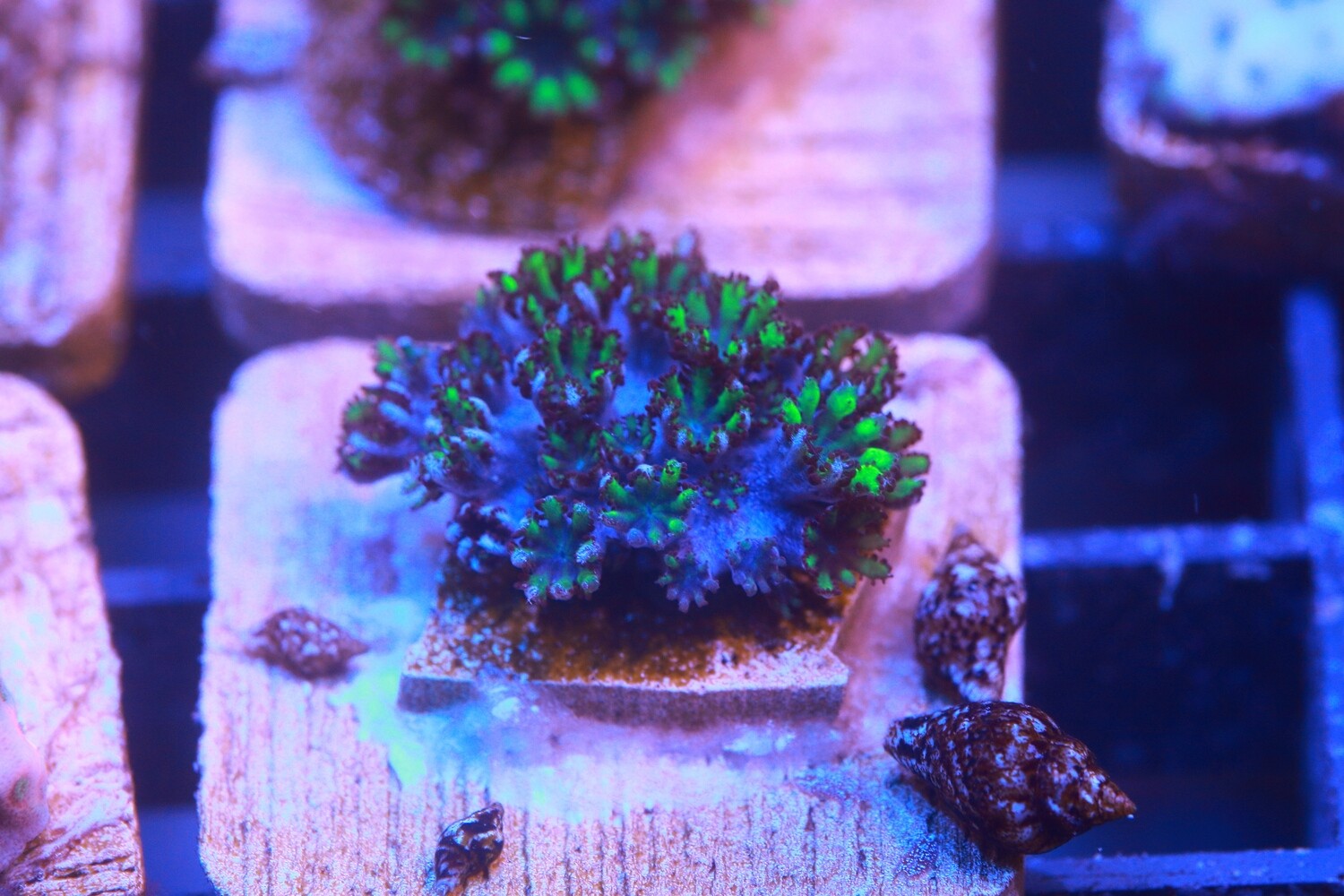 Sympodium - Small frag