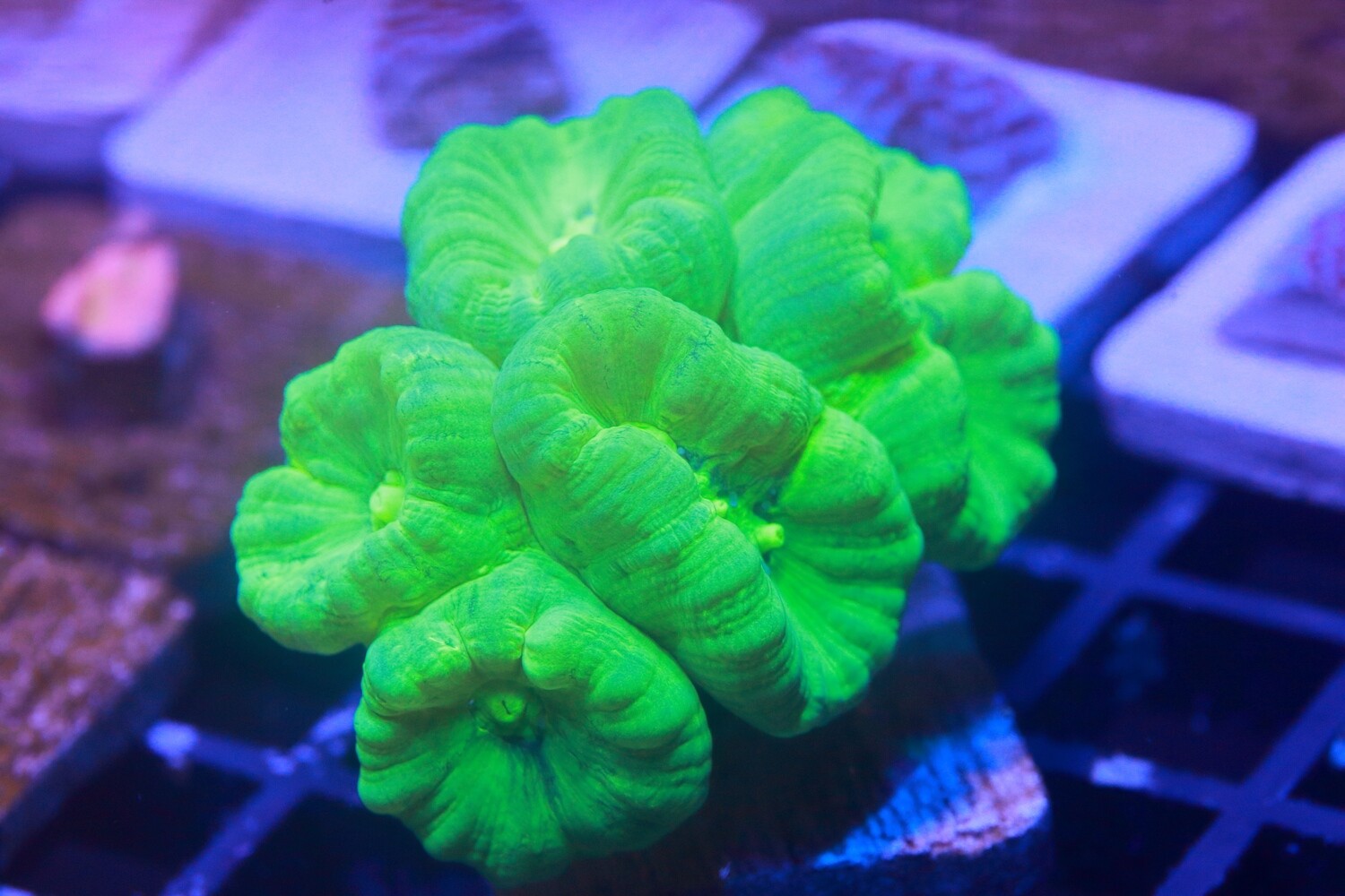 Toxic Green Caulastrea (Trumpet Coral)
