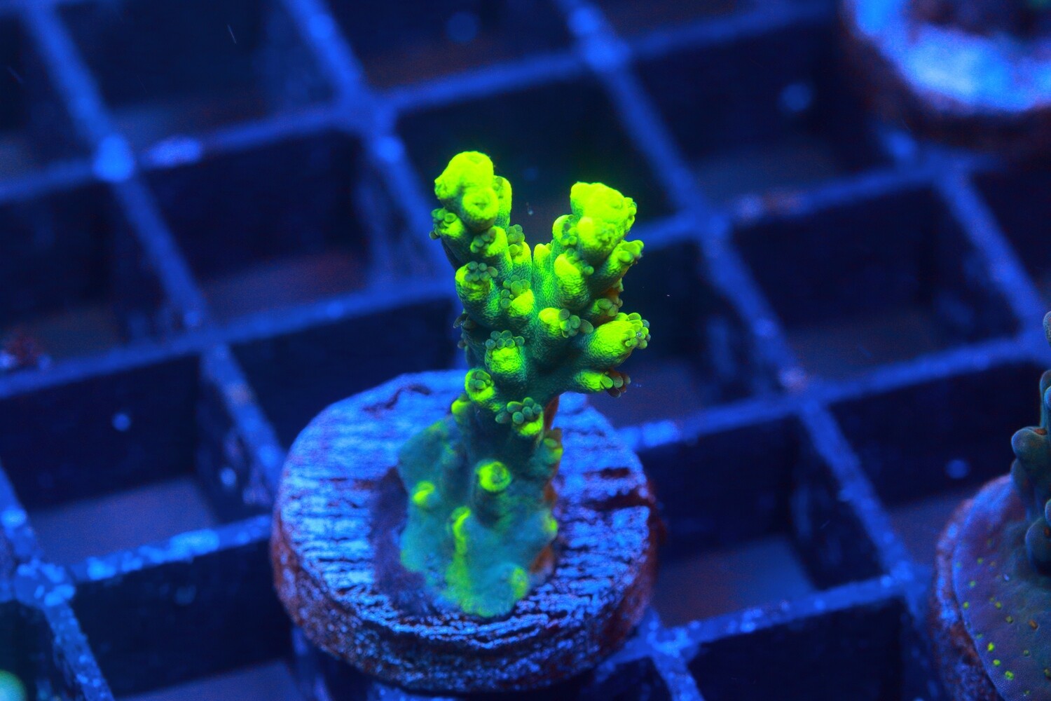 Highlighter Acropora  - Small