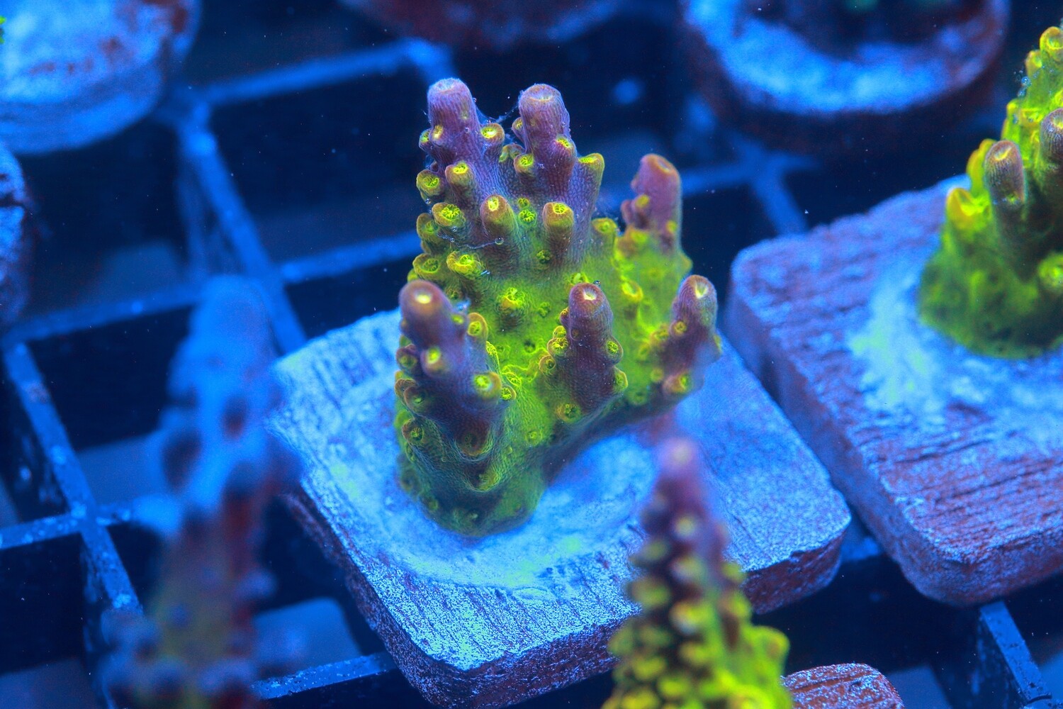 St. Clements acropora - Medium