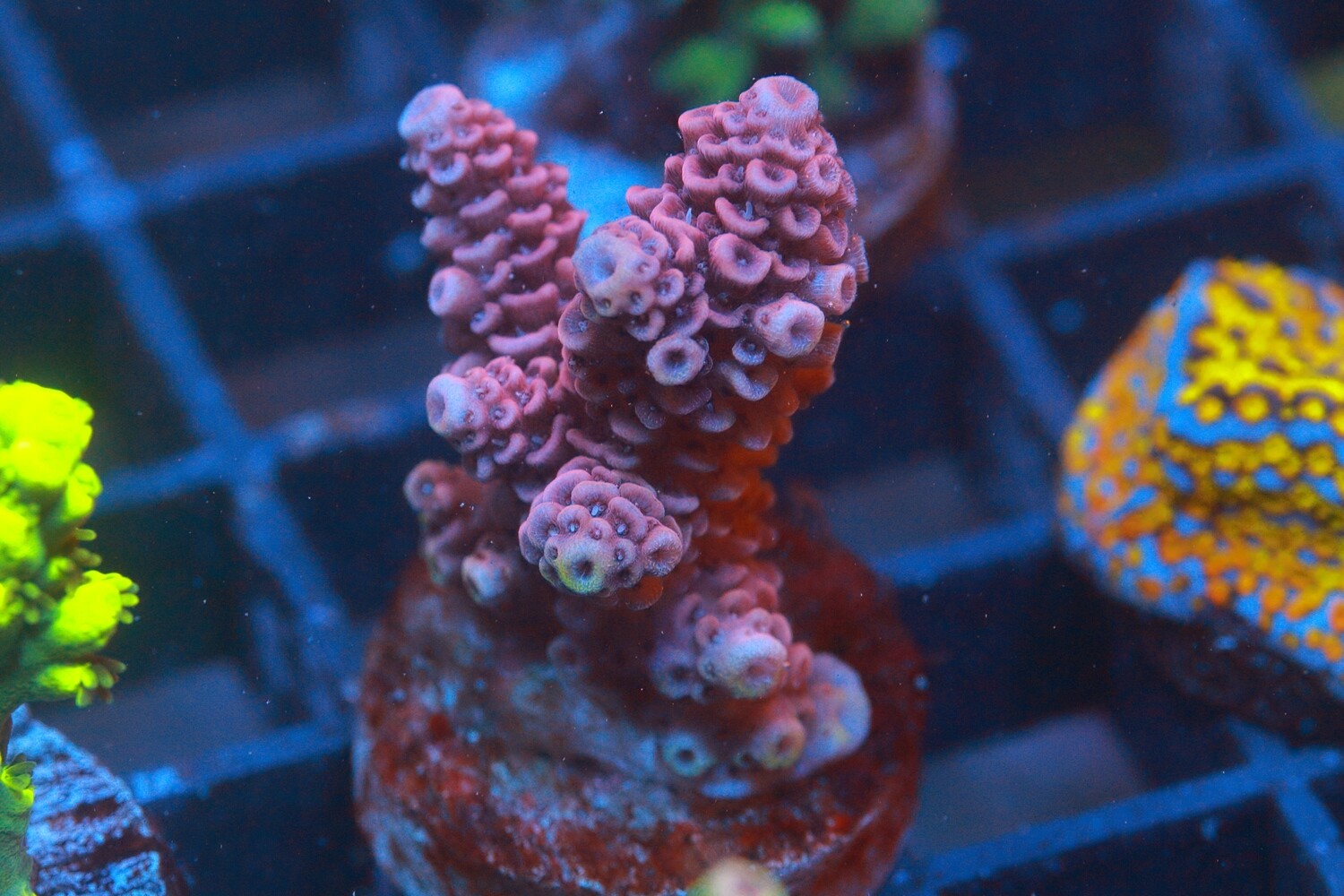 Pink Acropora Millepora