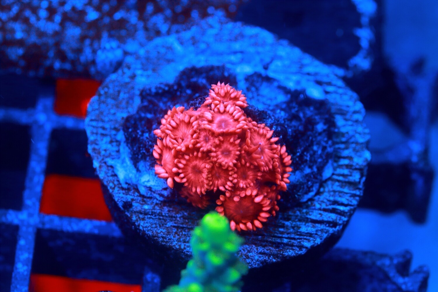 Bright Red Aussie Goniopora - WYSIWYG