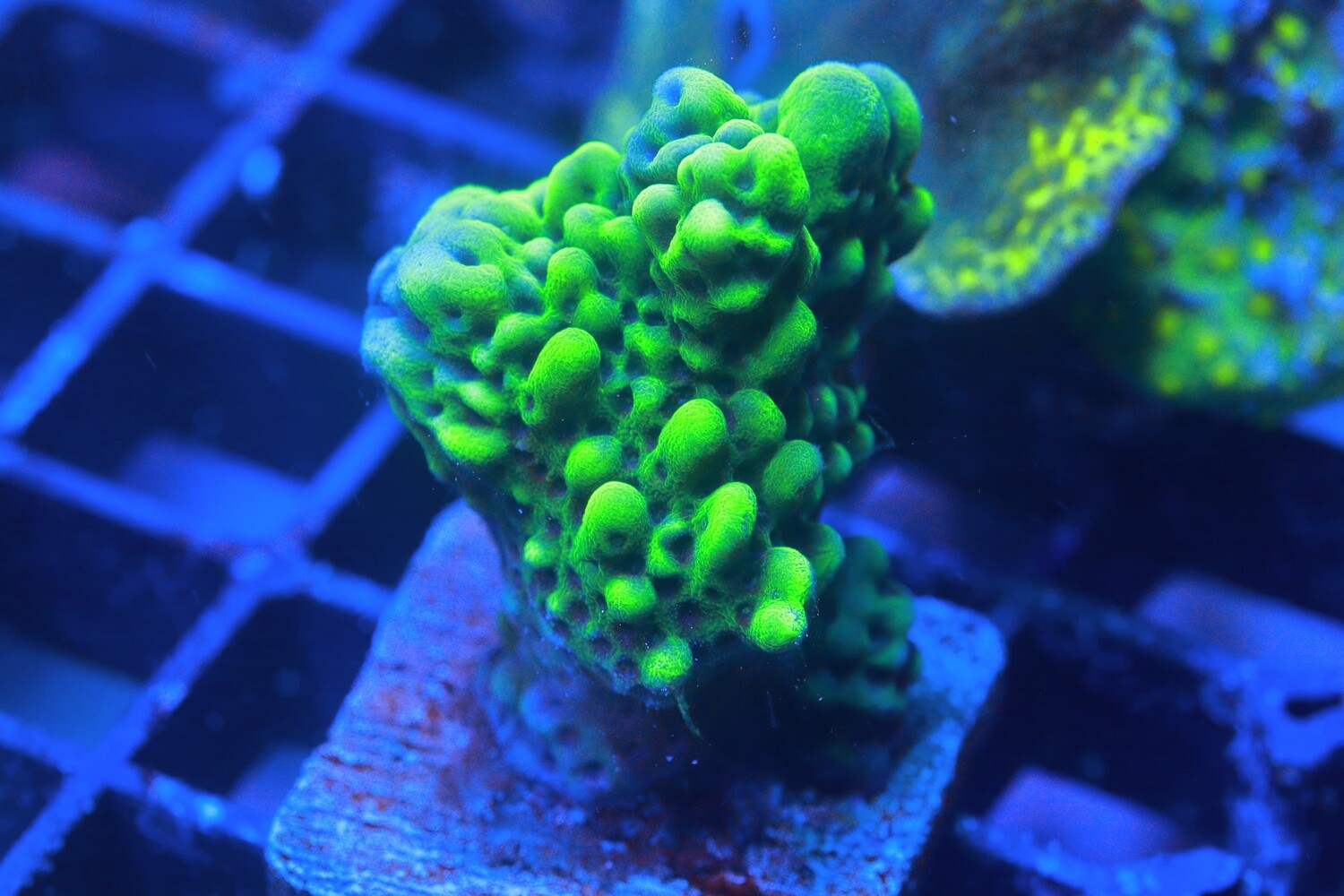 Indo Montipora Capitata