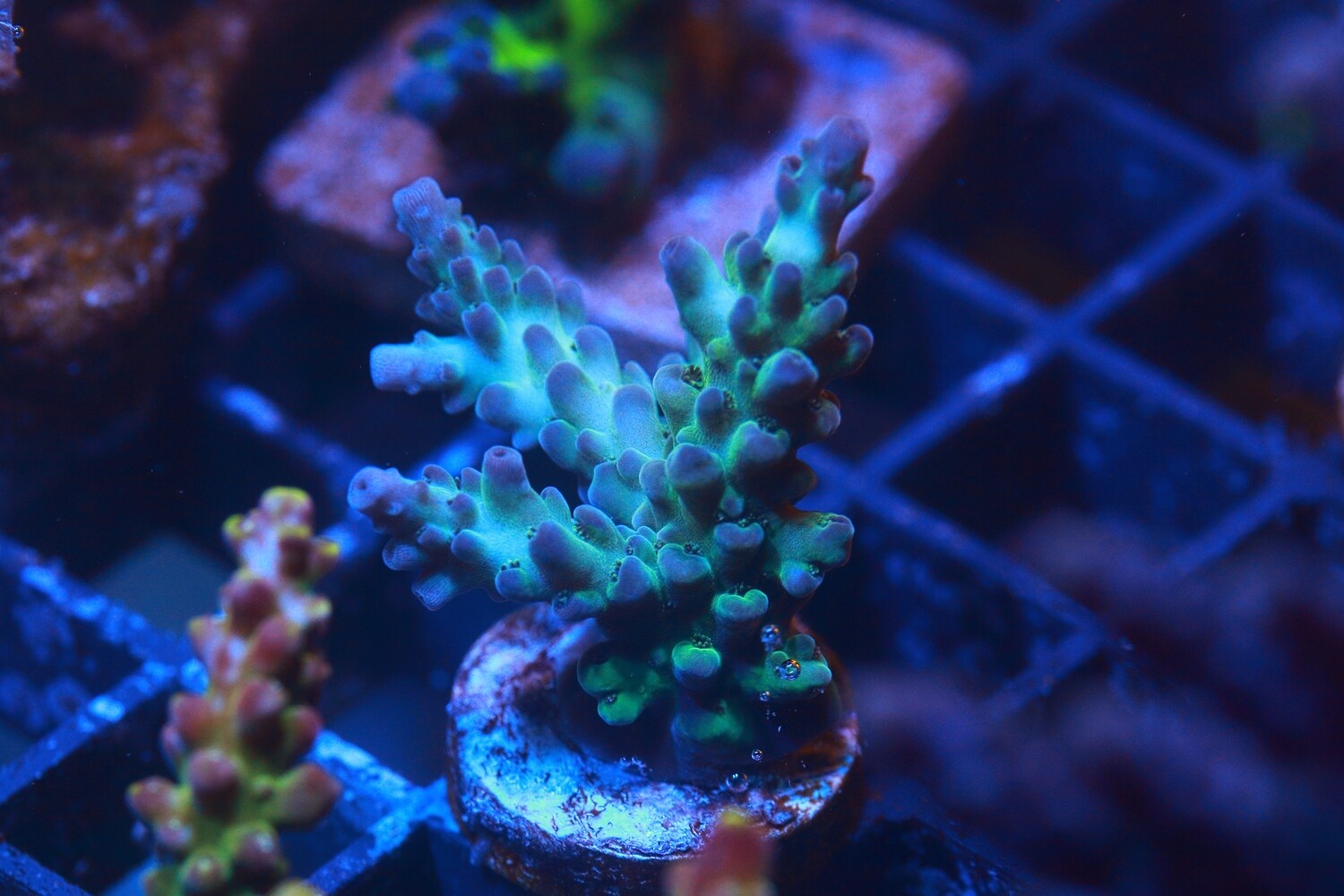 Mauve tip aussie acropora - WYSIWYG